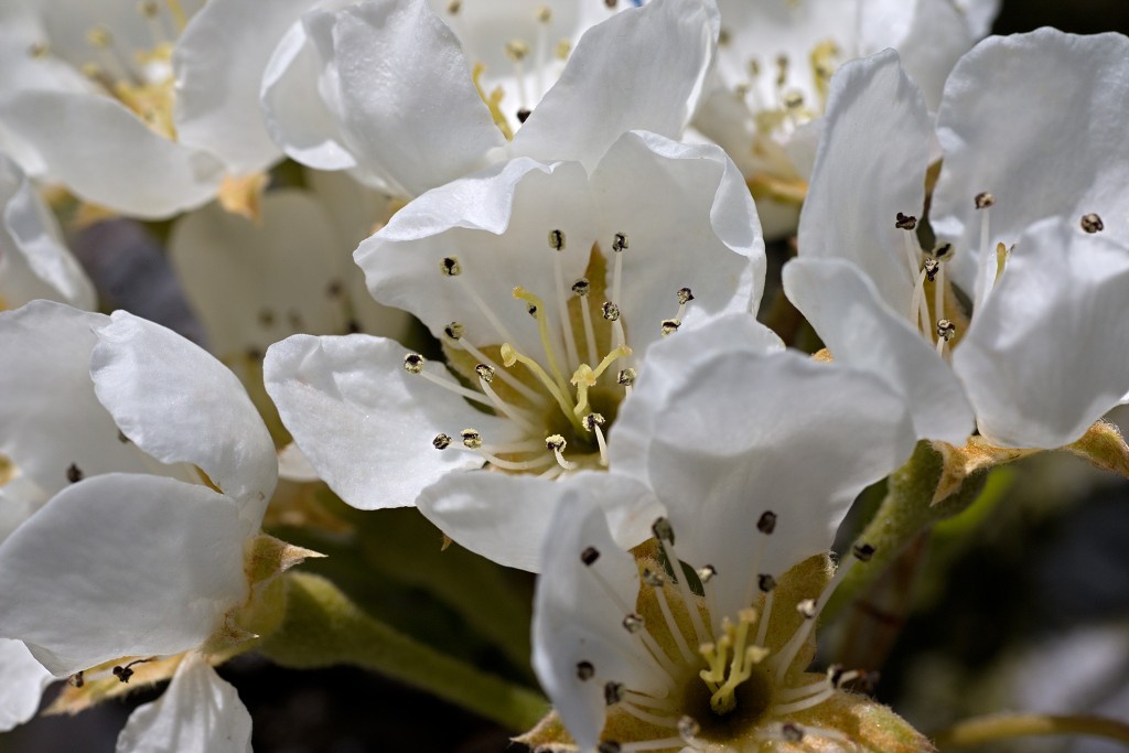 bloesem hdr voorjaar lente bloem bloemen flora fruitbomen betuwe kersenbloesem japan sakura fruit fruitbomen